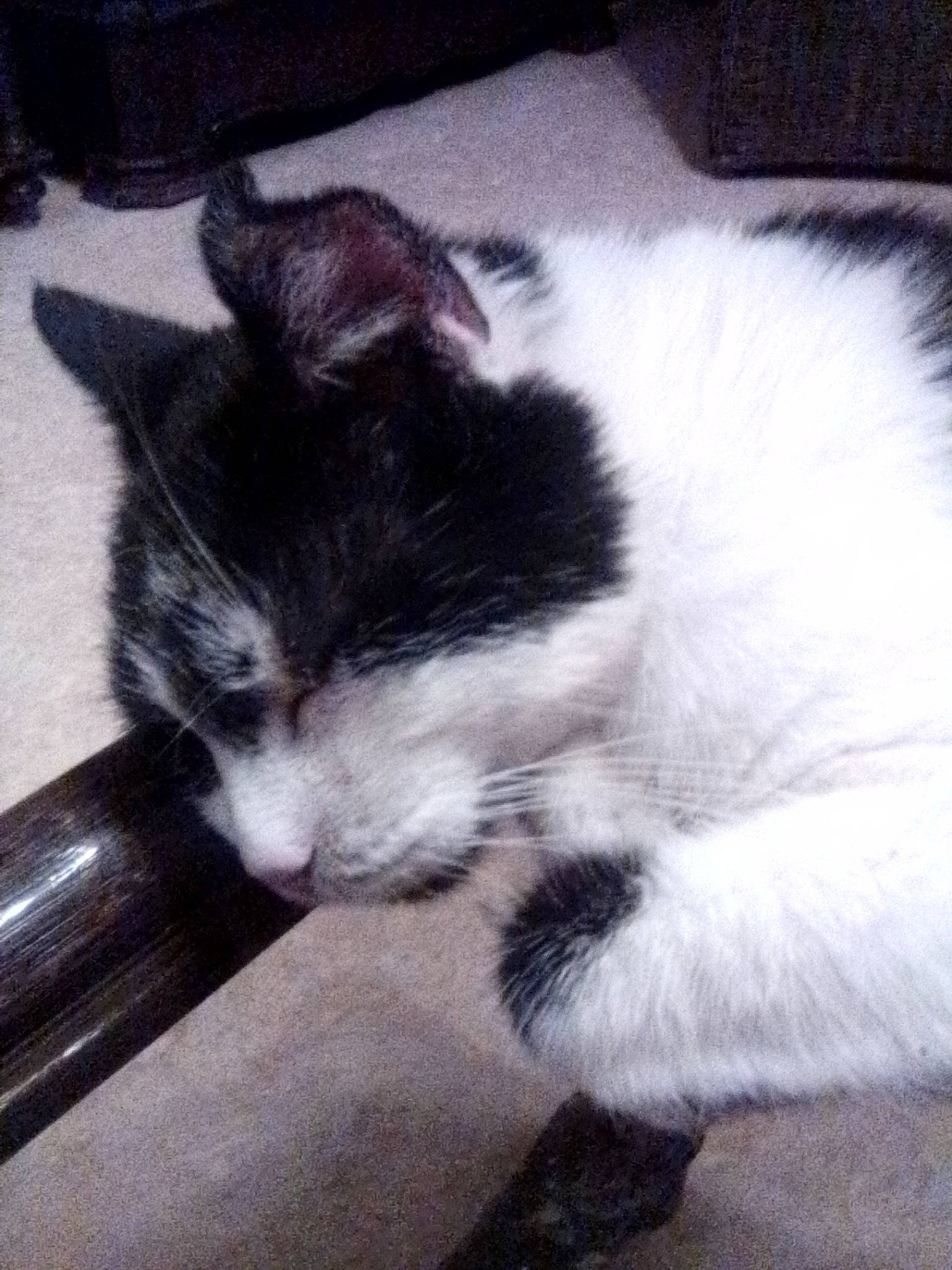 Valentin a rejoint le concours — aidez-le/la à gagner de superbes lots ! carnivore, cat, comfort, domestic_short_haired_cat, felidae, fur, paw, small_to_medium_sized_cats, snout, tail, vertebrate, whiskers