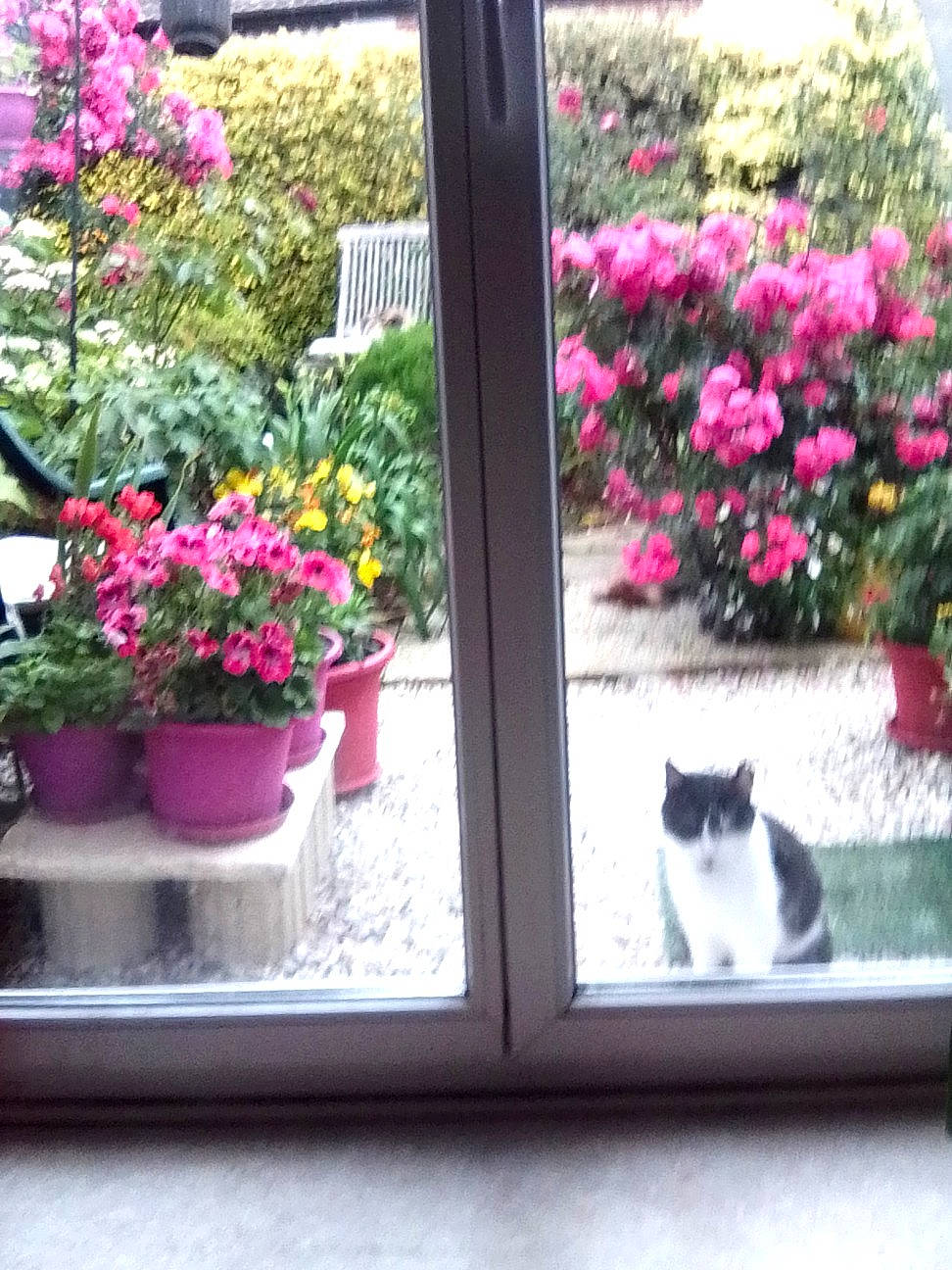 Valentin participe au concours pour gagner de l'argent avec cette photo : annual_plant, carnivore, cat, door, felidae, flower, flowerpot, grass, houseplant, line, magenta, petal, pink, plant, rectangle, red, shrub, small_to_medium_sized_cats, tints_and_shades, window