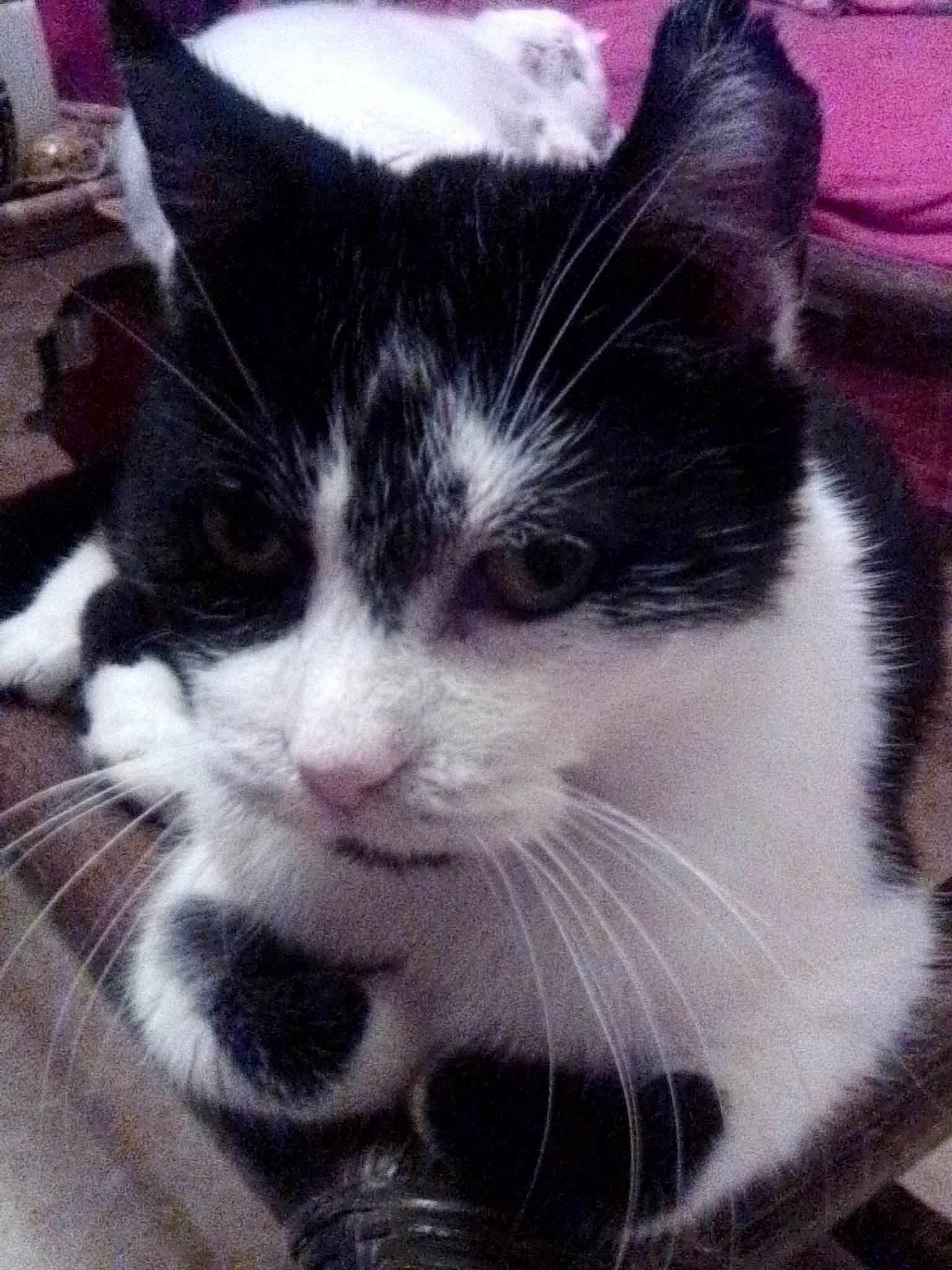 Valentin participe au concours pour gagner de l'argent avec cette photo : carnivore, cat, domestic_short_haired_cat, felidae, fur, iris, mammal, small_to_medium_sized_cats, snout, tail, terrestrial_animal, tongue, vertebrate, whiskers