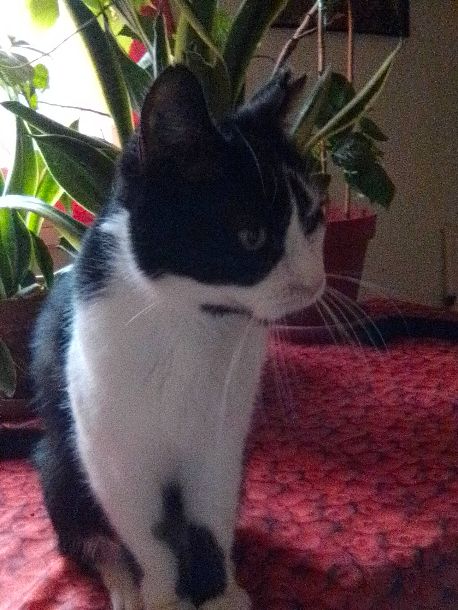 Valentin a rejoint le concours — aidez-le/la à gagner de superbes lots ! carnivore, cat, felidae, flowerpot, fur, houseplant, linens, plant_stem, small_to_medium_sized_cats, tail, vertebrate, whiskers