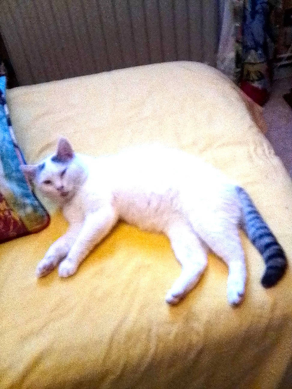 Pacha a rejoint le concours — aidez-le/la à gagner de superbes lots ! carnivore, cat, claw, domestic_short_haired_cat, felidae, fur, linens, living_room, paw, small_to_medium_sized_cats, snout, tail, terrestrial_animal, toe, vertebrate, whiskers