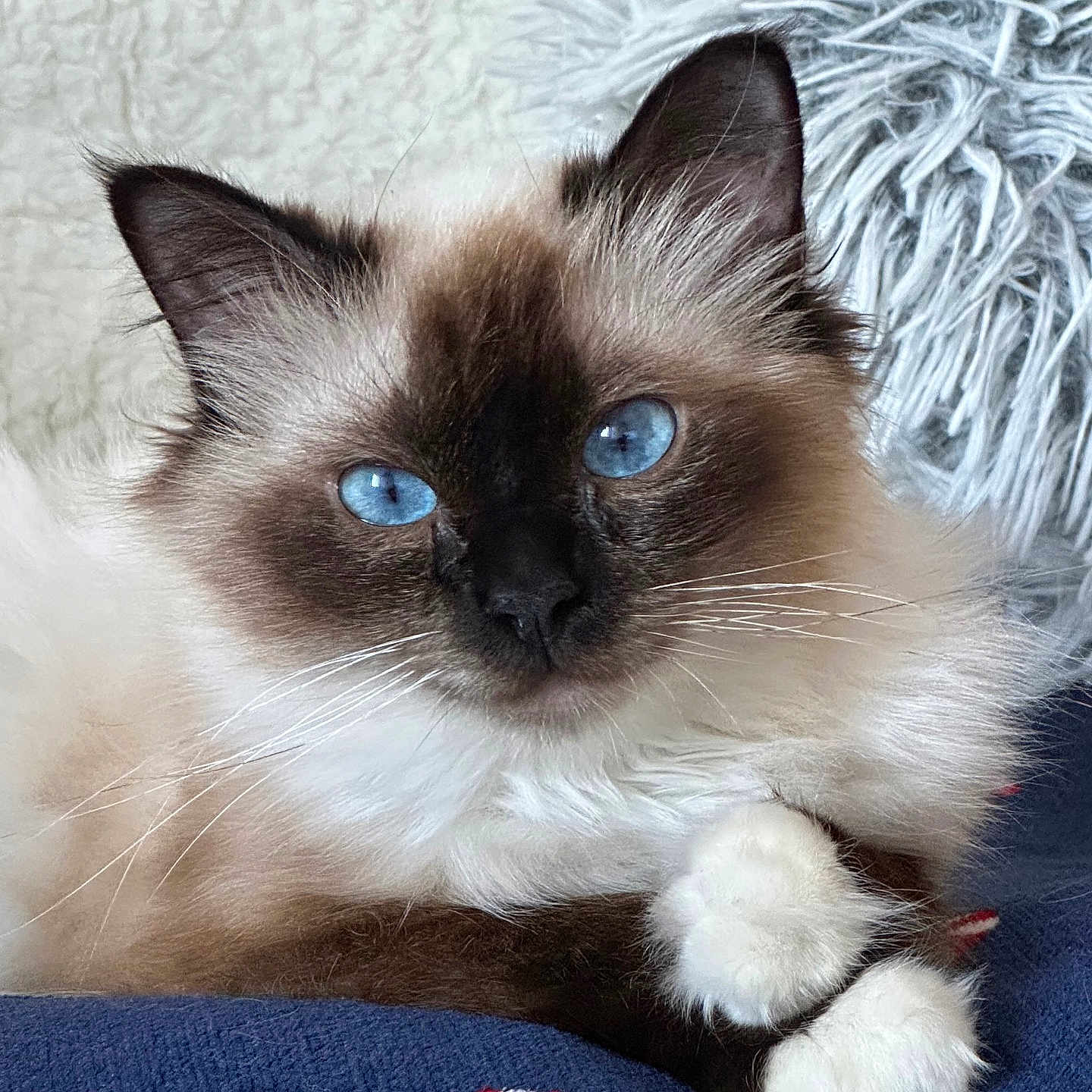 Tao a rejoint le concours — aidez-le/la à gagner de superbes lots ! animal, blanket, blue_eyes, candy_cane, cat, close_up, cozy, cute, domestic_animal, feline, fluffy, fur, holiday, indoor, mammal, paws, pet, portrait, resting, whiskers