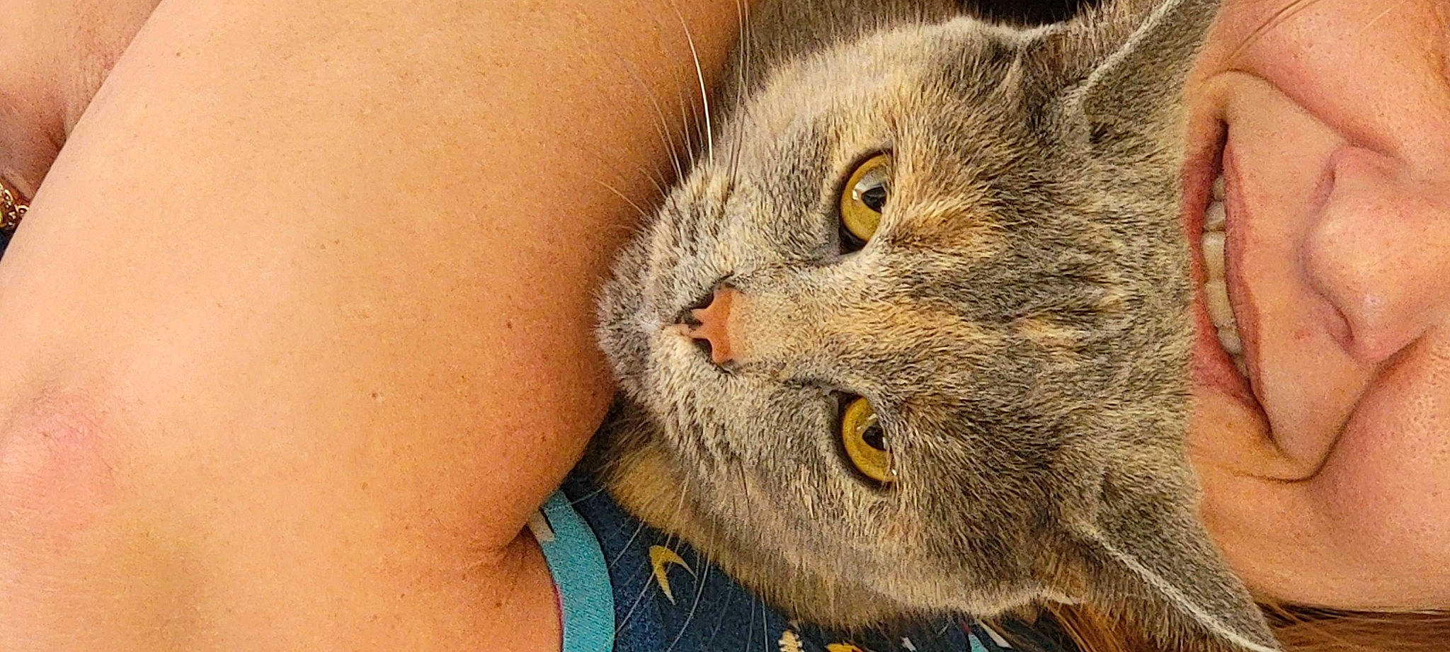 Coco is registered to the contest to win money with this photo: carnivore, cat, close_up, domestic_short_haired_cat, felidae, fur, small_to_medium_sized_cats, snout, terrestrial_animal, whiskers, wildlife