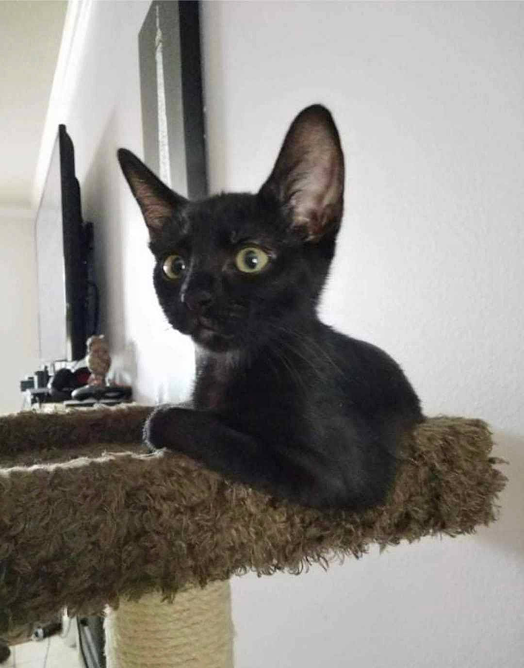 Mocha joined the competition — help win amazing prizes! black_cat, bombay, carnivore, cat, cat_furniture, cat_supply, domestic_short_haired_cat, felidae, fur, havana_brown, pet_supply, small_to_medium_sized_cats, snout, tail, terrestrial_animal, whiskers, window