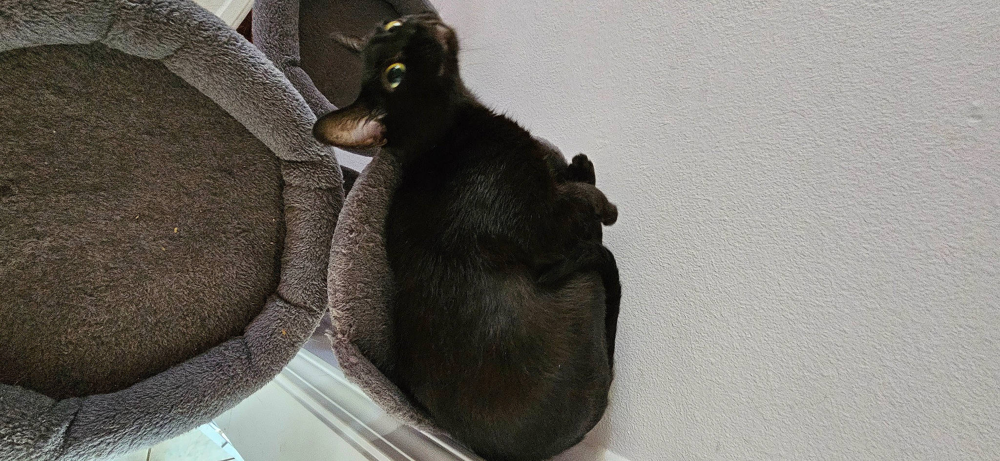 Mocha joined the competition — help win amazing prizes! canidae, carnivore, claw, comfort, companion_dog, dog, dog_breed, fur, grey, guard_dog, paw, plant, sitting, snout, sporting_group, tail, terrestrial_animal, whiskers, working_animal