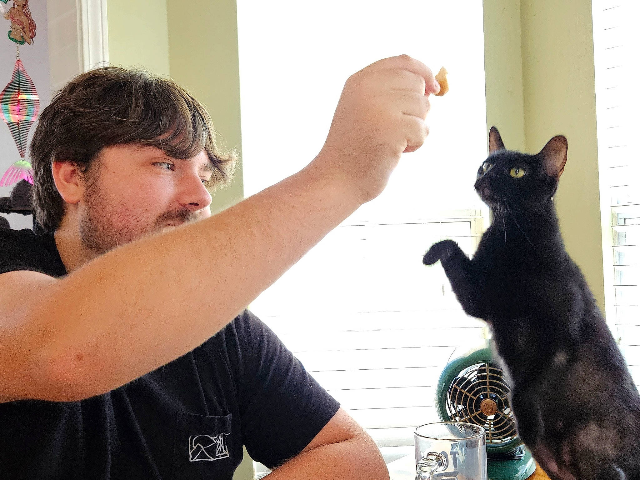 Mocha joined the competition — help win amazing prizes! arm, beard, black_hair, carnivore, cat, domestic_short_haired_cat, ear, elbow, felidae, finger, flag, gesture, nail, recreation, sitting, small_to_medium_sized_cats, t_shirt, thumb, whiskers, wrist
