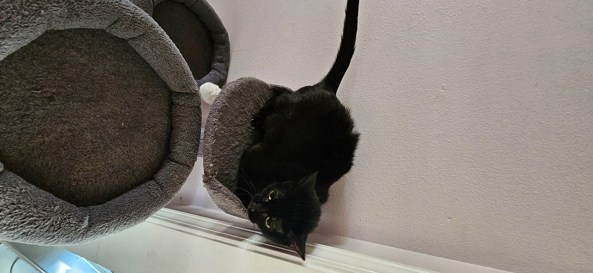 Mocha joined the competition — help win amazing prizes! audio_equipment, black_cat, canidae, claw, dog_breed, eyewear, fedora, felidae, fur, grey, hat, pest, room, small_to_medium_sized_cats, snout, sporting_group, sun_hat, tail, terrestrial_animal, whiskers