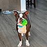 Franklin is registered to the contest to win money with this photo: animal, boston_terrier, collar, dog, ears, flooring, furniture, green_ball, home, indoor, looking, mat, mouth, pet, pet_bowls, playing, standing, toy, wall, wooden_floor