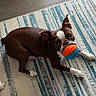 Franklin is registered to the contest to win money with this photo: alert, animal, ball, boston_terrier, brown_and_white, cute, dog, domestic_animal, ears, floor, indoor, looking, mouth, paws, pet, pet_toy, playful, rug, striped_rug, toy