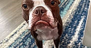 Franklin joined the competition — help win amazing prizes! animal, blue_rug, boston_terrier, brown_fur, canine, carpet, close_up, cute, dog, ears, expression, floor, home, indoor, looking_up, pet, portrait, snout, whiskers, white_paws