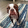 animal, blue_rug, boston_terrier, brown_fur, canine, carpet, close_up, cute, dog, ears, expression, floor, home, indoor, looking_up, pet, portrait, snout, whiskers, white_paws