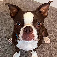 Franklin joined the competition — help win amazing prizes! dog, boston_terrier, pet, animal, carpet, indoor, brown_and_white, ears, eyes, nose, whiskers, sitting, looking_up, cute, companion, canine, fur, snout, alert, house