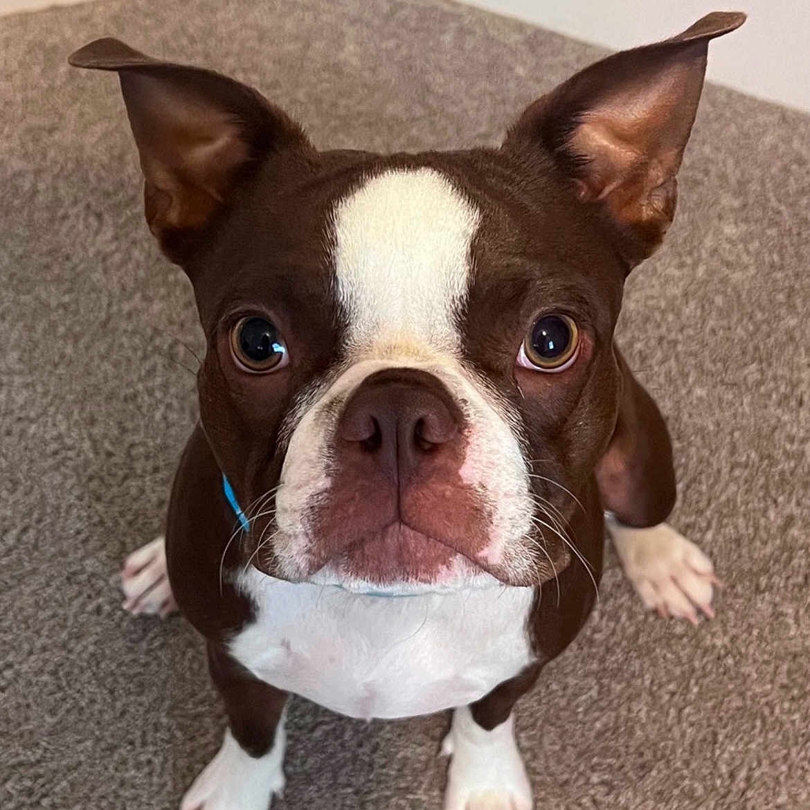Franklin
