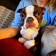 Franklin is registered to the contest to win money with this photo: animal, blanket, blue_shirt, boston_terrier, comfort, couch, cozy, dog, expression, face, fur, home, human, indoor, paw, person, pet, portrait, relaxation, smile