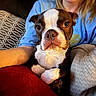 animal, blanket, blue_shirt, boston_terrier, comfort, couch, cozy, dog, expression, face, fur, home, human, indoor, paw, person, pet, portrait, relaxation, smile