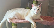 Lumi is registered to the contest to win money with this photo: cat, white_cat, heterochromia, cat_tree, pink, green, pet, indoor, relaxed, feline, animal, ears, paw, fur, home, resting, looking_at_camera, cute, domestic_cat, floor_outlet