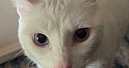 Lumi joined the competition — help win amazing prizes! animal, bell, carpet, cat, close_up, collar, curious, cute, domestic, ears, eyes, feline, floor, heterochromia, indoor, looking_up, pet, portrait, whiskers, white_cat
