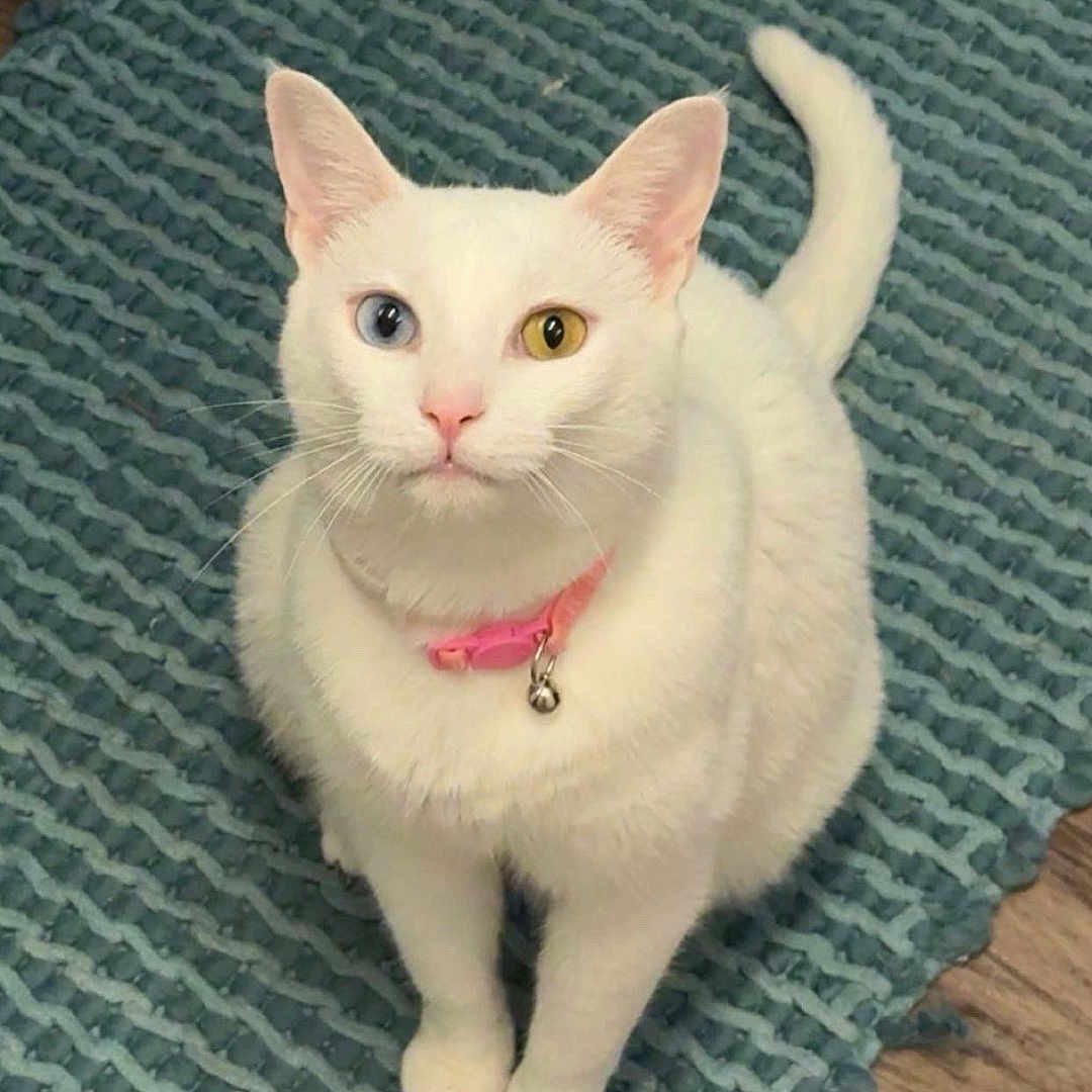 Lumi