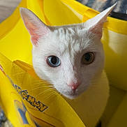 Lumi is registered to the contest to win money with this photo: animal, blue_eye, carpet, cat, close_up, curious, cute, ears, face, fur, green_eye, heterochromia, indoor, looking, pet, pokemon, soft_light, whiskers, white_cat, yellow_bag