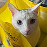 animal, blue_eye, carpet, cat, close_up, curious, cute, ears, face, fur, green_eye, heterochromia, indoor, looking, pet, pokemon, soft_light, whiskers, white_cat, yellow_bag