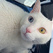Lumi joined the competition — help win amazing prizes! cat, white_cat, heterochromia, blue_eye, yellow_eye, close_up, pet, animal, whiskers, fur, curious, indoor, face, portrait, cute, domestic_cat, feline, soft, nose, ears