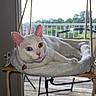 cat, white_cat, heterochromia, blue_eye, yellow_eye, pet, indoor, hanging_bed, window, outdoor_view, deck, rope, relaxed, feline, collar, animal, domestic_animal, resting, cozy, sunlight