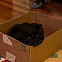 animal, black_cat, box, cardboard_box, cat, cozy, ears, feline, floor, foot, home, indoor, patterned_rug, pet, resting, rug, sleepy, sock, whiskers, wooden_floor