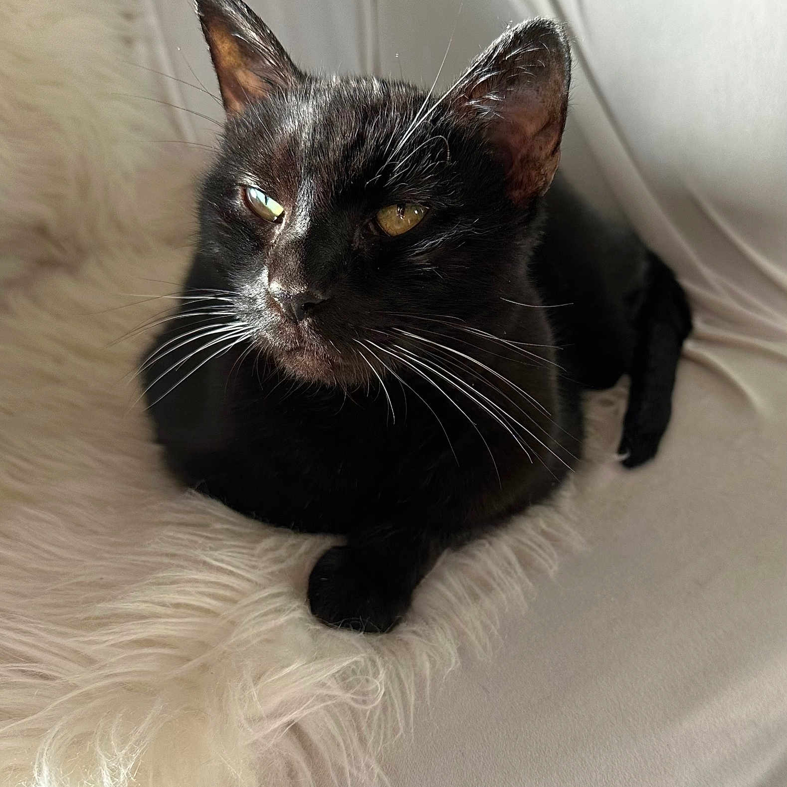 Baby Francine is registered to the contest to win money with this photo: animal, black_cat, cat, close_up, couch, cozy, cute, domestic_cat, feline, fur, home, indoor, pet, portrait, relaxed, resting, soft_texture, sunlight, whiskers, white_fur