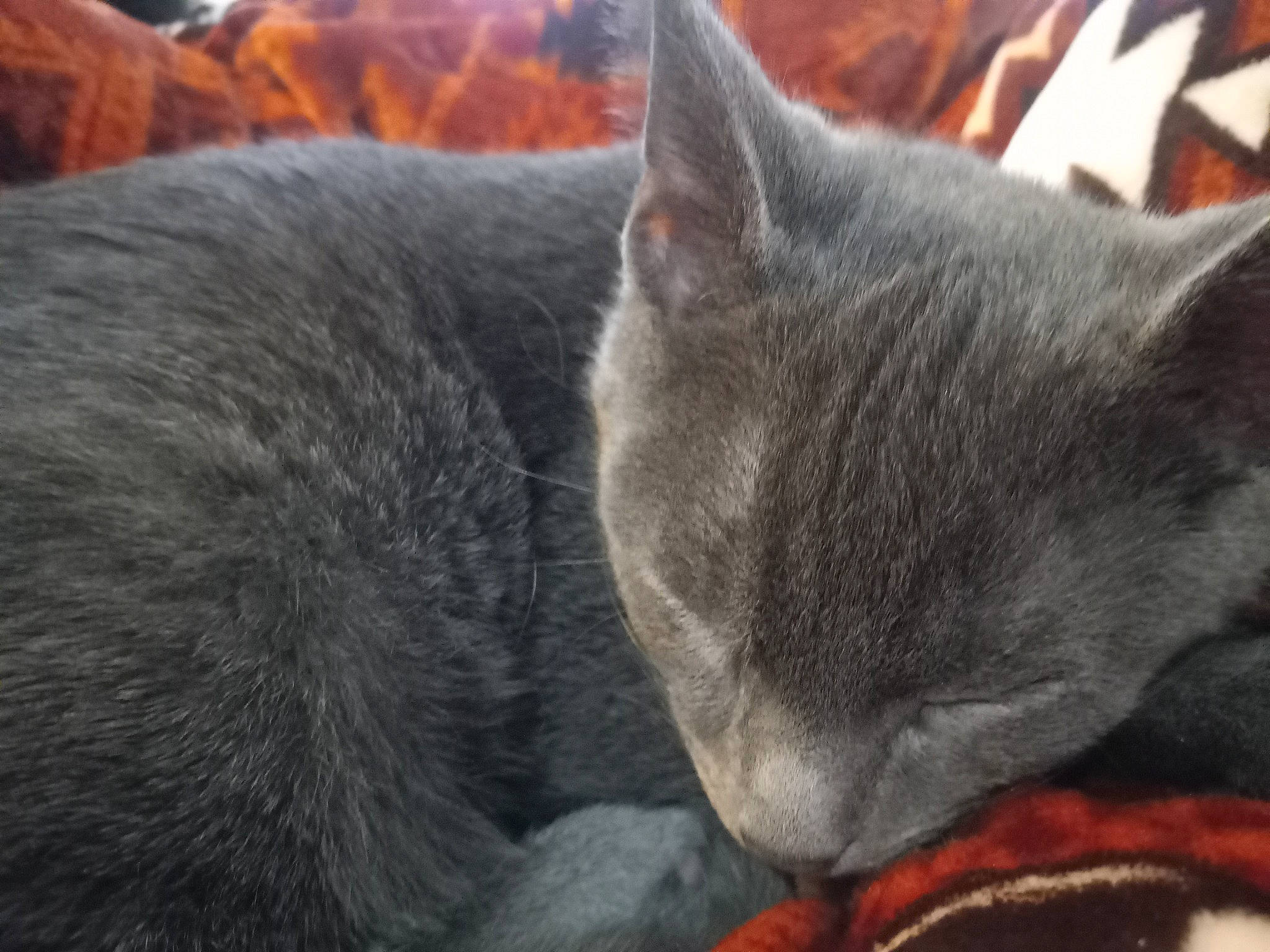 Jax is registered to the contest to win money with this photo: carnivore, cat, chartreux, comfort, domestic_short_haired_cat, felidae, fur, grey, nap, russian_blue, small_to_medium_sized_cats, snout, whiskers