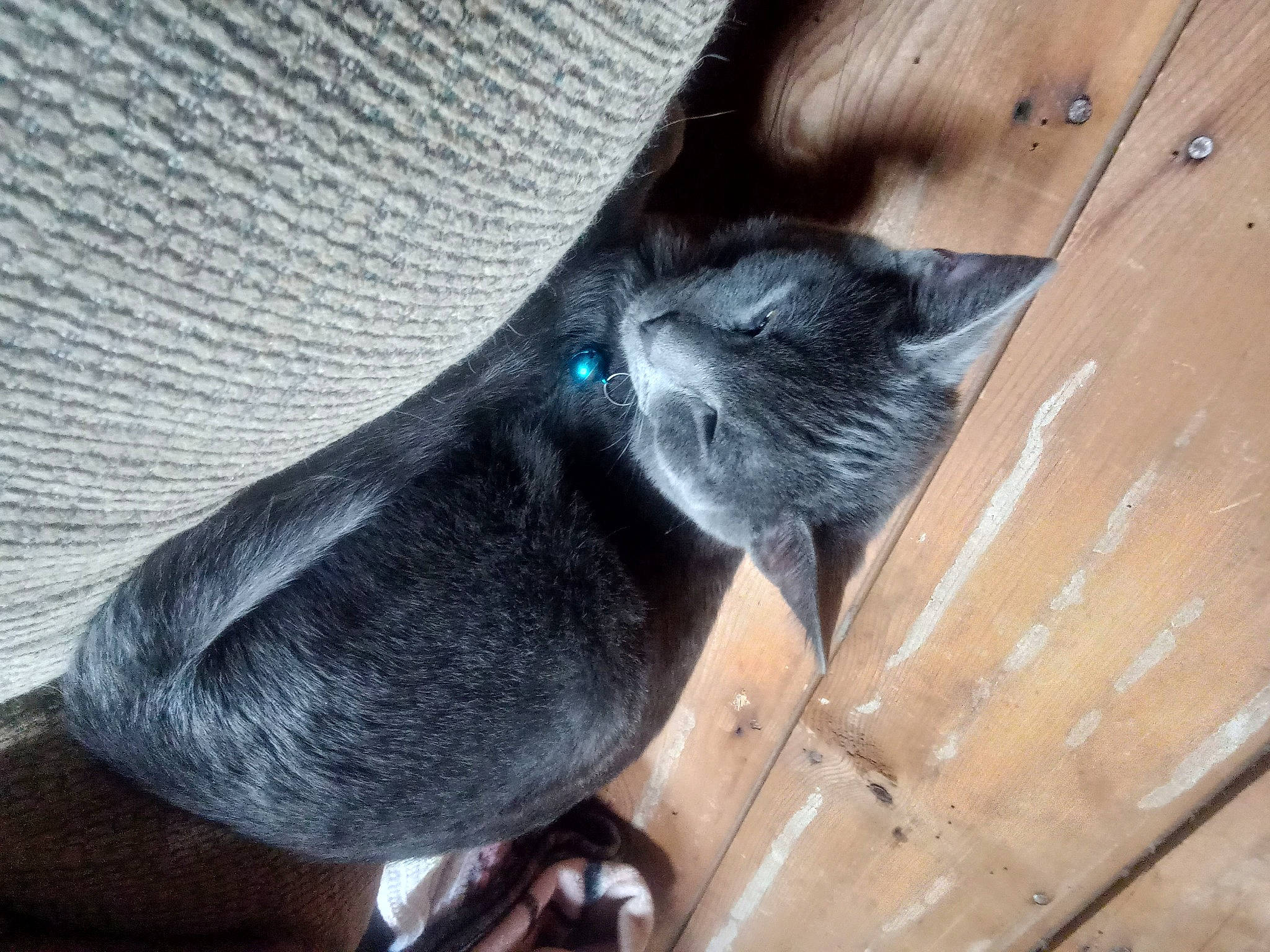 Jax joined the competition — help win amazing prizes! black_cat, carnivore, cat, comfort, dog_breed, domestic_short_haired_cat, electric_blue, felidae, flooring, foot, fur, grey, hardwood, human_leg, leg, russian_blue, small_to_medium_sized_cats, tail, whiskers, wood