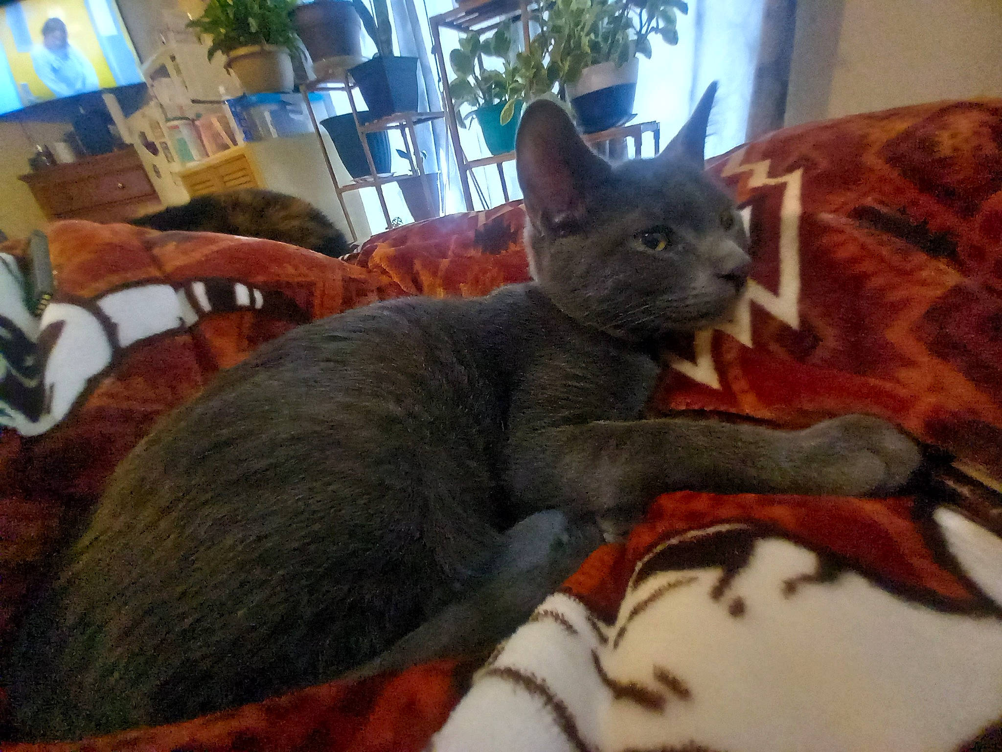 Jax is registered to the contest to win money with this photo: black_cat, carnivore, cat, cat_supply, claw, comfort, domestic_short_haired_cat, felidae, flowerpot, fur, grey, houseplant, plant, russian_blue, small_to_medium_sized_cats, snout, tail, terrestrial_animal, whiskers, window