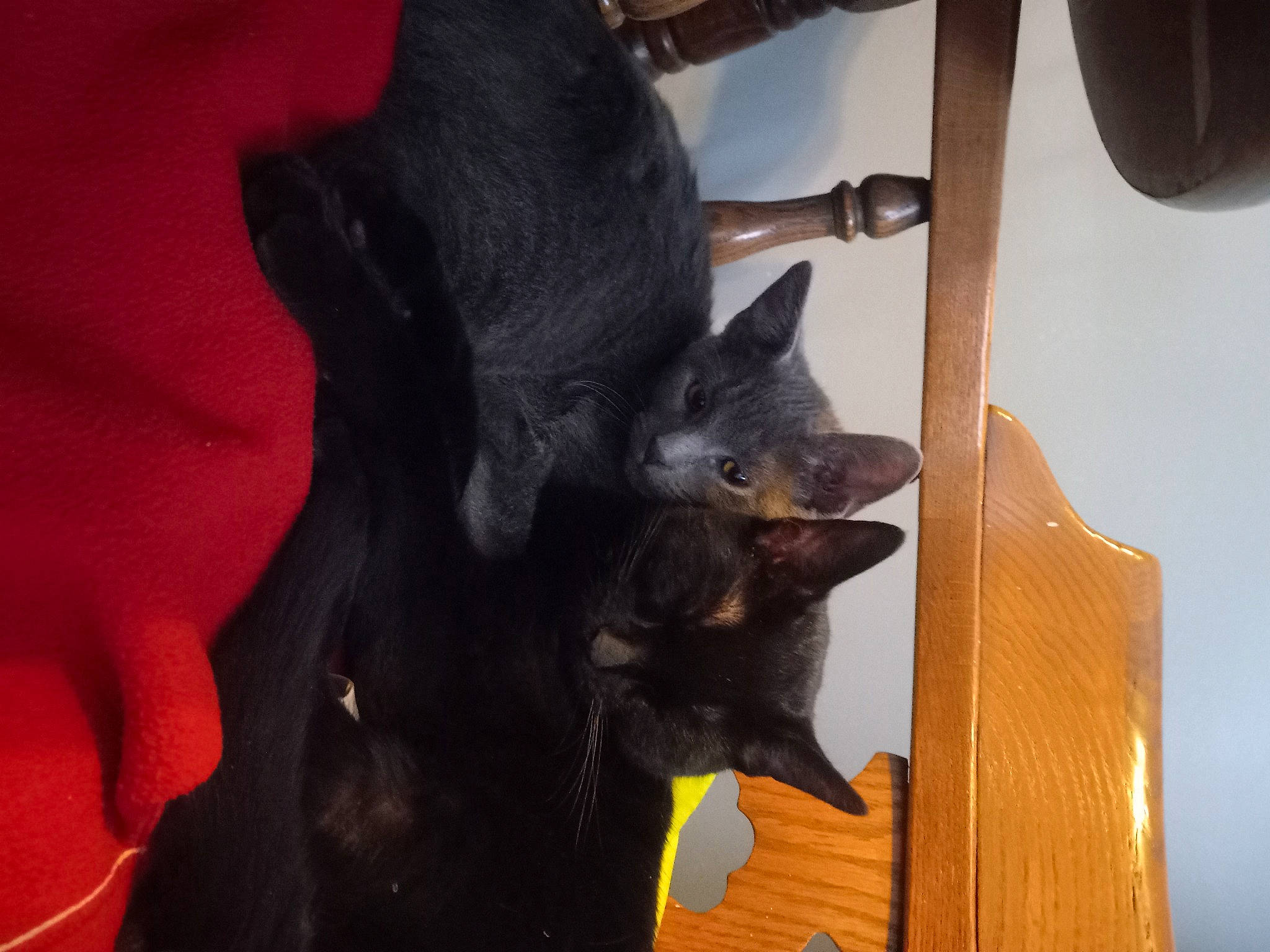 Jax joined the competition — help win amazing prizes! black_cat, bombay, carnivore, cat, cat_supply, comfort, domestic_short_haired_cat, felidae, fur, hardwood, havana_brown, room, small_to_medium_sized_cats, tail, whiskers, wood