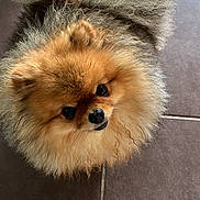 Vixy participe au concours pour gagner de l'argent avec cette photo : adorable, animal, black_nose, brown_fur, canine, companion, curious, cute, dog, fluffy, friendly, fur, indoor, looking_up, mammal, pet, pomeranian, small_dog, standing, tile_floor