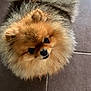 adorable, animal, black_nose, brown_fur, canine, companion, curious, cute, dog, fluffy, friendly, fur, indoor, looking_up, mammal, pet, pomeranian, small_dog, standing, tile_floor
