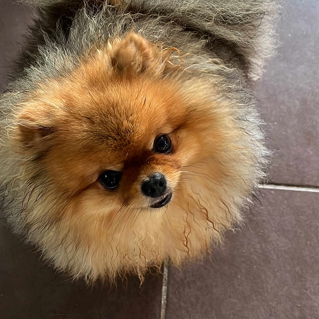 Vixy participe au concours pour gagner de l'argent avec cette photo : adorable, animal, black_nose, brown_fur, canine, companion, curious, cute, dog, fluffy, friendly, fur, indoor, looking_up, mammal, pet, pomeranian, small_dog, standing, tile_floor