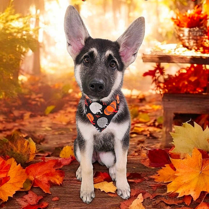 Luna joined the competition — help win amazing prizes! accessories, animal, canine, chihuahua, dog, face, head, hound, husky, leaf, maple, nature, outdoors, person, pet, photography, plant, portrait, puppy, tree