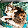 Kefta a rejoint le concours — aidez-le/la à gagner de superbes lots ! cat, calico_cat, pet, animal, feline, whiskers, fur, amber_eyes, cushion, tropical_pattern, leaf_pattern, indoor, cozy, relaxed, curious, close_up, sitting, cute, domestic_cat, soft_fur