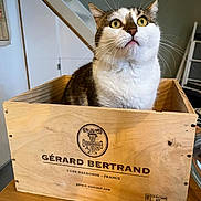 Kefta a rejoint le concours — aidez-le/la à gagner de superbes lots ! cat, wooden_crate, indoor, table, curious, pet, feline, expression, wide_eyes, fur, whiskers, domestic_animal, box, looking_up, brown, white, wood, brand, logo, home