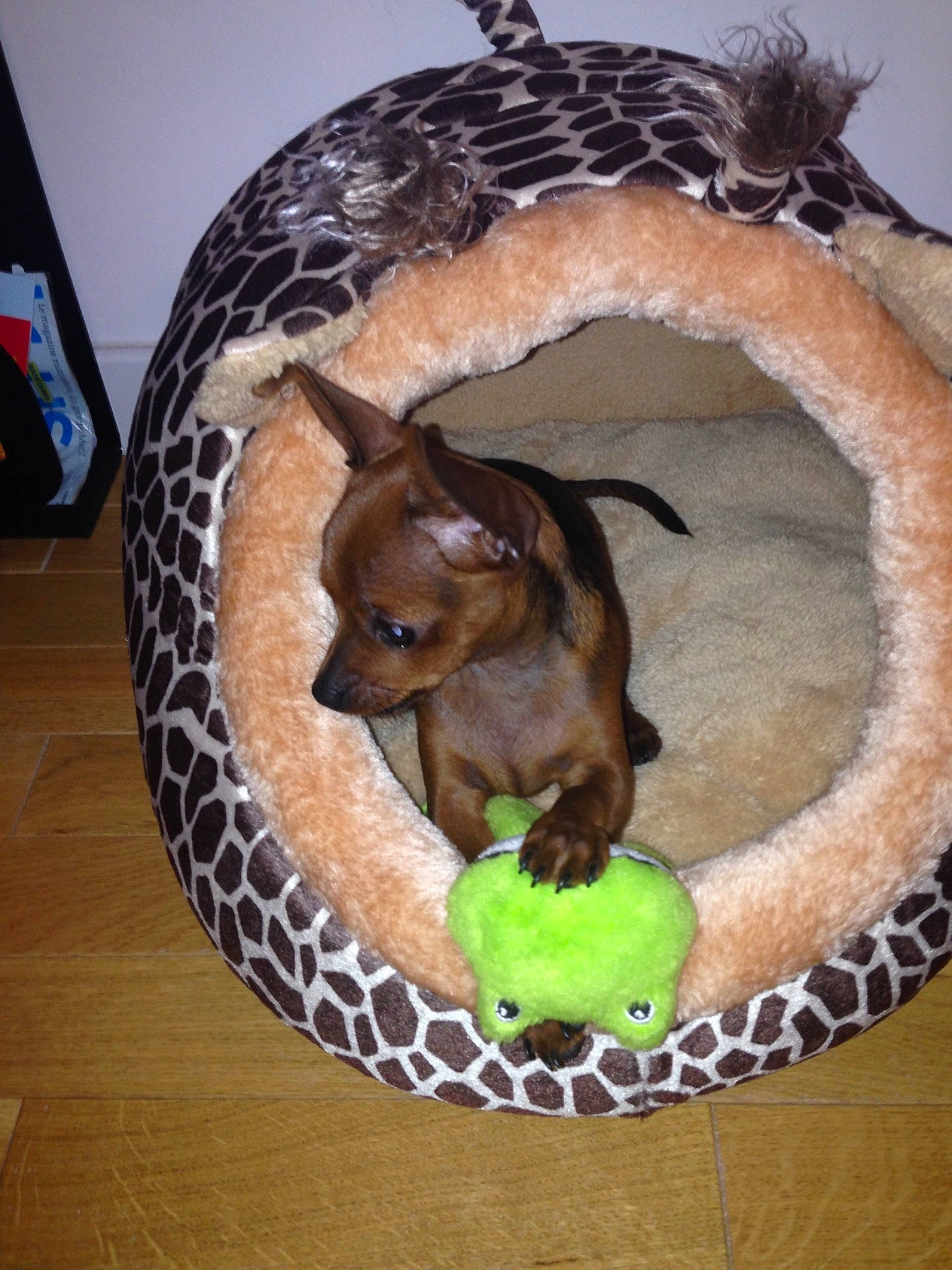 Magnum participe au concours pour gagner de l'argent avec cette photo : canidae, carnivore, chihuahua, dog, dog_bed, dog_breed, fawn, miniature_pinscher, prazsky_krysarik, russkiy_toy, toy_dog