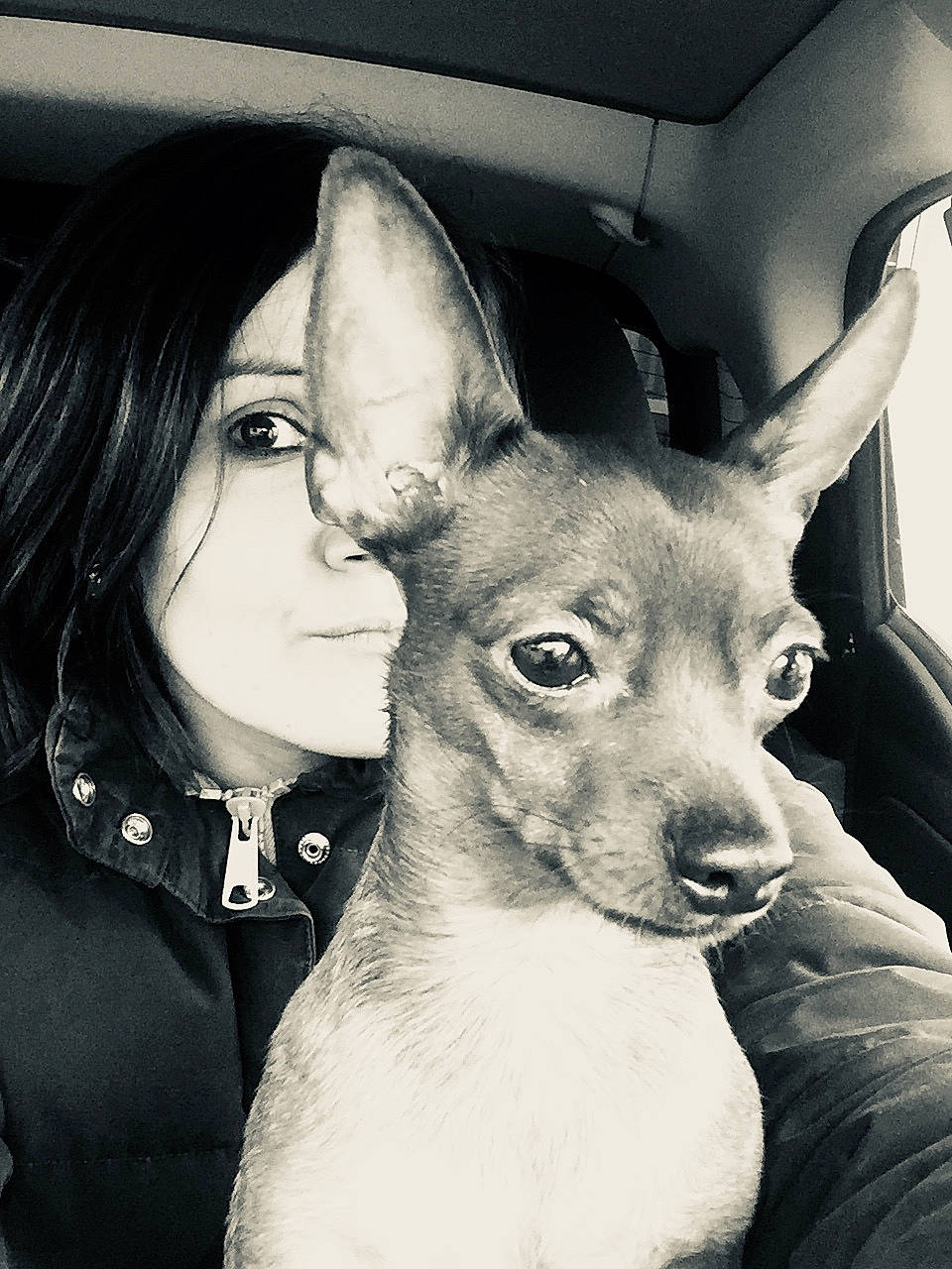 Magnum a rejoint le concours — aidez-le/la à gagner de superbes lots ! american_hairless_terrier, canidae, carnivore, chihuahua, companion_dog, dog, dog_breed, ear, english_toy_terrier, feist, mammal, prazsky_krysarik, rat_terrier, snout, teddy_roosevelt_terrier, tenterfield_terrier, toy_dog, toy_fox_terrier, toy_manchester_terrier, vertebrate