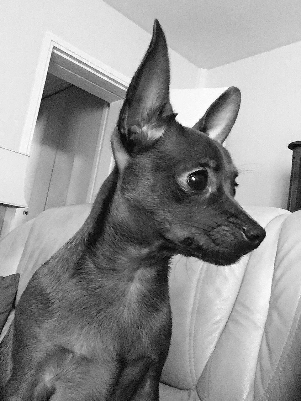 Magnum participe au concours pour gagner de l'argent avec cette photo : american_hairless_terrier, canidae, carnivore, dog, dog_breed, ear, english_toy_terrier, mammal, mexican_hairless_dog, miniature_pinscher, non_sporting_group, peruvian_hairless_dog, prazsky_krysarik, snout, toy_dog, vertebrate, whiskers