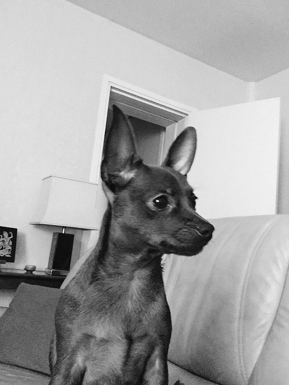 Magnum a rejoint le concours — aidez-le/la à gagner de superbes lots ! american_hairless_terrier, canidae, carnivore, chihuahua, dog, dog_breed, ear, english_toy_terrier, mammal, mexican_hairless_dog, miniature_pinscher, prazsky_krysarik, snout, toy_dog, vertebrate