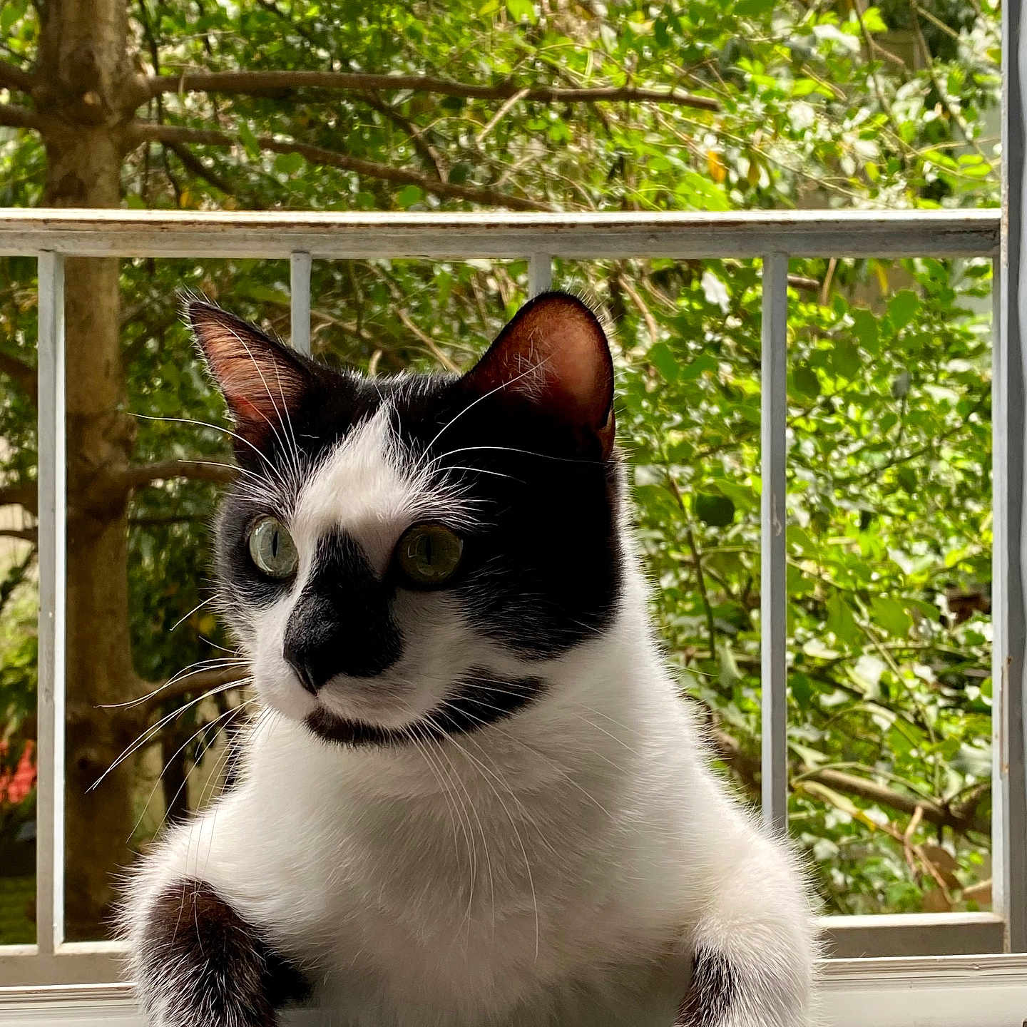 Paco a rejoint le concours — aidez-le/la à gagner de superbes lots ! animal, architecture, balcony, building, cat, herbal, herbs, kitten, land, manx, nature, outdoors, pet, plant, railing, tree, vegetation, window, windowsill, woodland