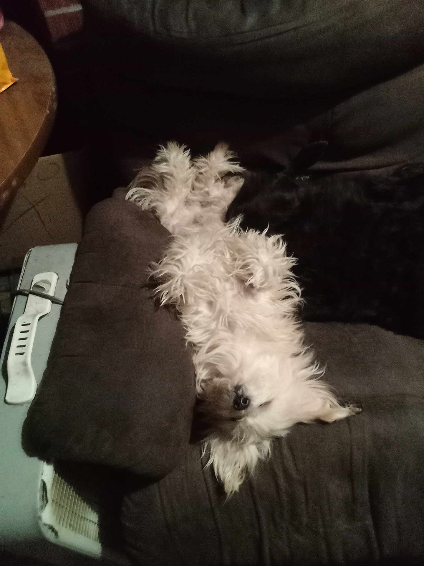 Chewy is registered to the contest to win money with this photo: animal, architecture, armchair, building, canine, chair, computer, couch, cushion, dog, electronics, furniture, homedecor, indoors, livingroom, pet, poodle, puppy, room, terrier