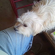 Chewy joined the competition — help win amazing prizes! animal, boy, canine, child, clothing, couch, dog, footwear, furniture, homedecor, linen, male, pants, person, pet, poodle, puppy, shoe, terrier, whitedog