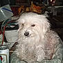 Chewy is registered to the contest to win money with this photo: accessories, alcohol, animal, bag, beer, beverage, can, canine, couch, cup, dog, furniture, handbag, helmet, jar, pet, puppy, terrier, tin, whitedog