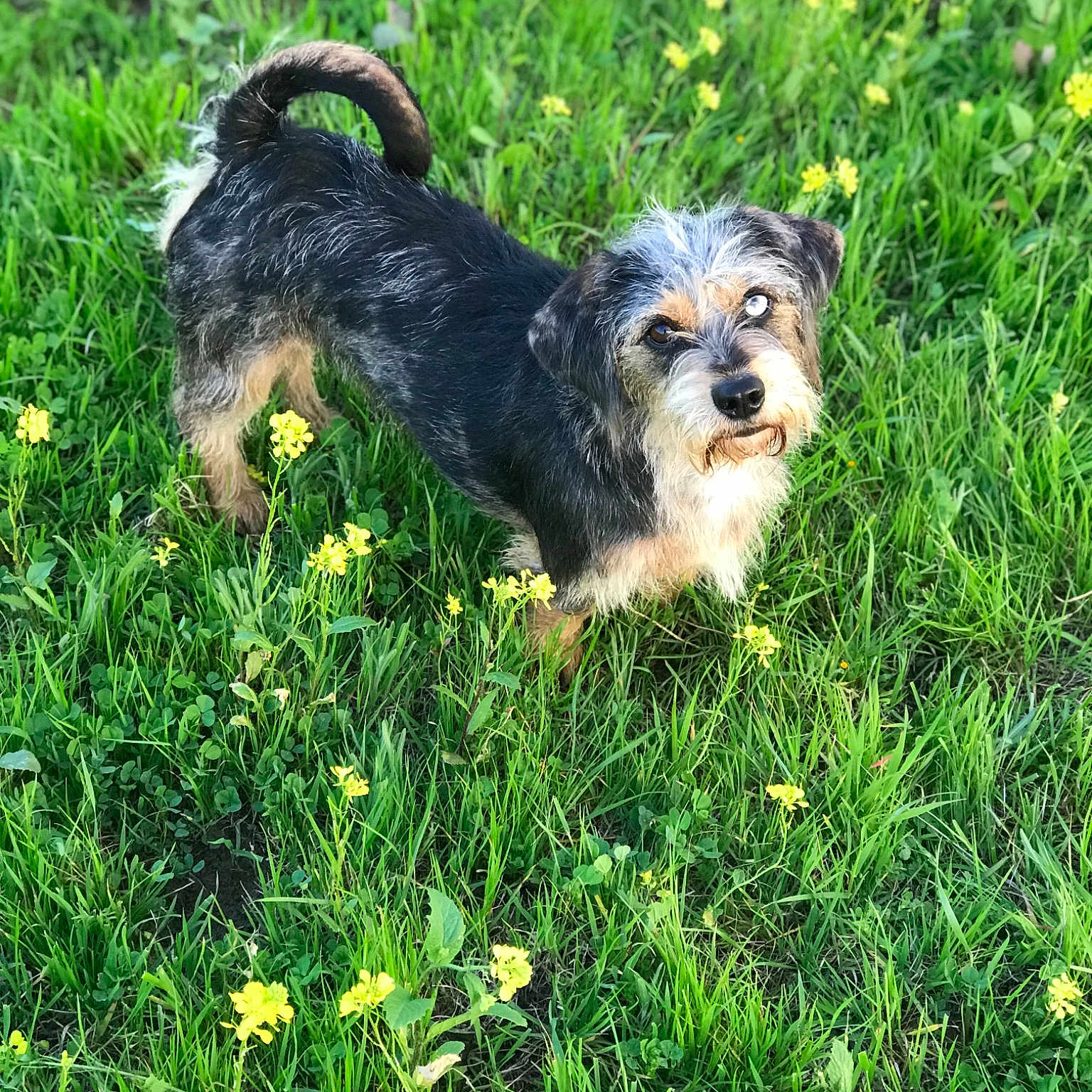 Abby joined the competition — help win amazing prizes! canidae, carnivore, companion_dog, dog, dog_breed, grass, havanese, mammal, morkie, norwich_terrier, puppy, rare_breed_dog, schnoodle, small_terrier, sporting_lucas_terrier, terrier, toy_dog, vertebrate, yorkipoo, yorkshire_terrier