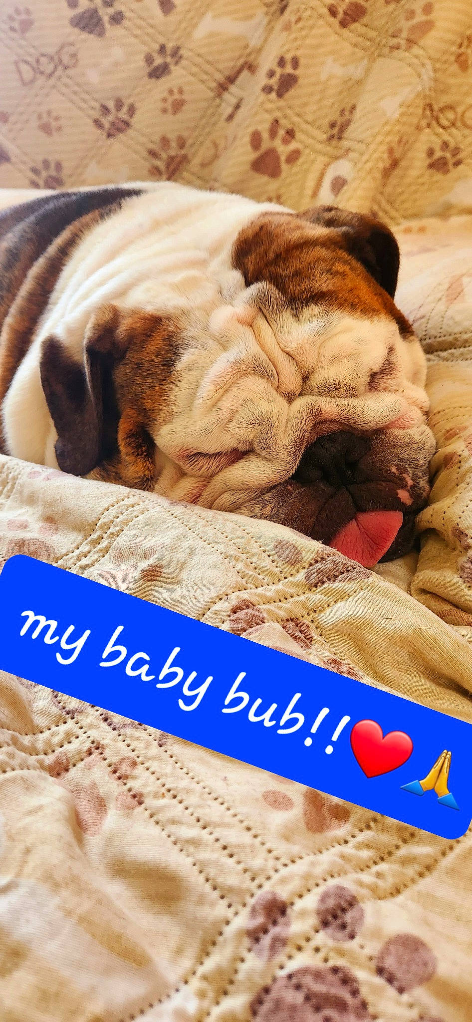 Bentley is registered to the contest to win money with this photo: carnivore, comfort, companion_dog, dog, dog_breed, fawn, felidae, font, fur, happy, linens, liver, mammal, photo_caption, publication, snout, sporting_group, textile, vertebrate, whiskers