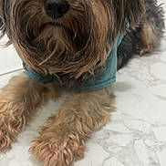 Givenchy Lanar joined the competition — help win amazing prizes! bearded_dog, black_nose, brown_and_black, brown_fur, closeup, companion_animal, cute, dog, floppy_ears, front_paws, indoors, long_hair, lying_down, marble_floor, pet, photography, portrait, shaggy, small_dog, teal_shirt