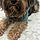 Givenchy Lanar